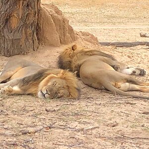 Lions in Zimbabwe