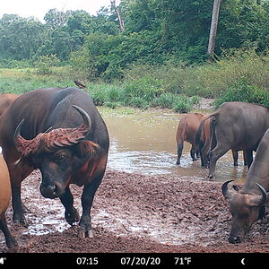 Central African Savanna Buffalo