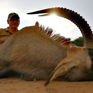 Roan Bull Hunt Bayly Sippel Hunting Safaris