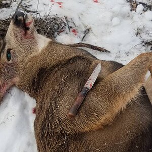 USA Hunting Mule Deer