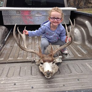 Mule Deer being Poached