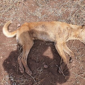 Hunt Dingo in Australia