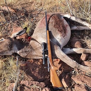 Australia Hunting Feral Donkey