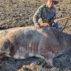 Australia Hunt Scrub Bull