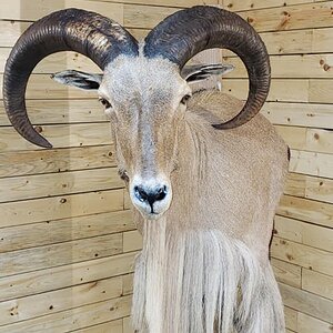 Aoudad Shoulder Mount Taxidermy