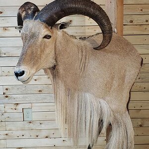 Aoudad Shoulder Mount Taxidermy