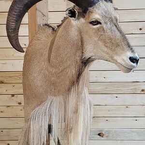 Aoudad Shoulder Mount Taxidermy