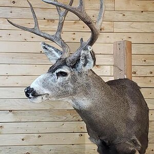 Mule Deer Shoulder Mount Taxidermy