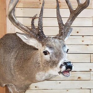 White-tailed Deer Shoulder Mount Taxidermy