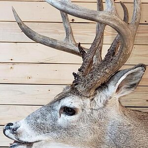 White-tailed Deer Shoulder Mount Taxidermy