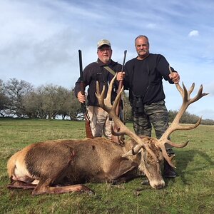 Hunting Red Stag in Argentina