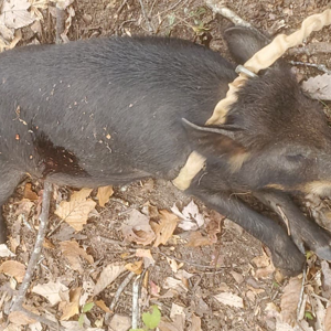 USA Hunt Hog