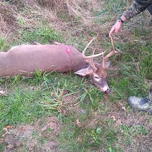 White-tailed Deer Hunting USA