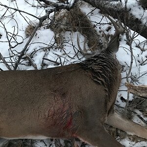 Hunting White-tailed Deer in Canada