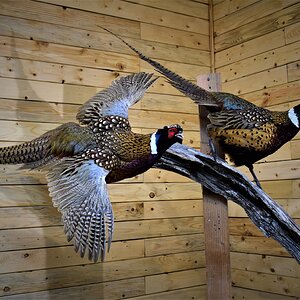 Pair of Pheasant Full Mount Taxidermy