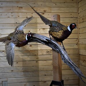 Pair of Pheasant Full Mount Taxidermy