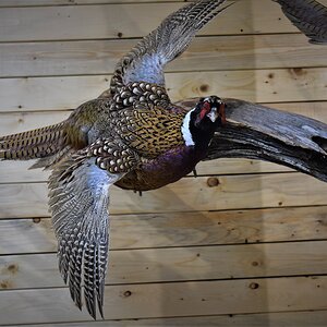 Pair of Pheasant Full Mount Taxidermy