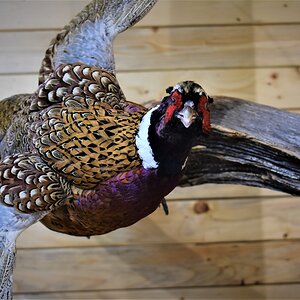 Pair of Pheasant Full Mount Taxidermy