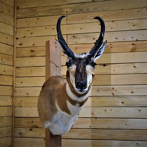 Pronghorn Shoulder Mount Taxidermy