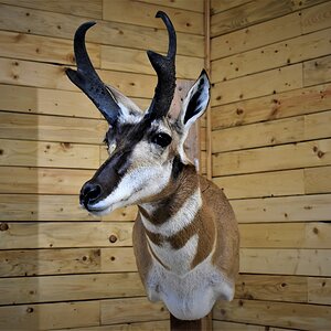 Pronghorn Shoulder Mount Taxidermy