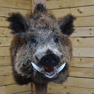 Eurasian Boar Shoulder Mount Taxidermy