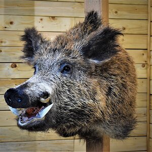 Eurasian Boar Shoulder Mount Taxidermy