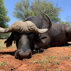 Hunting Buffalo in South Africa