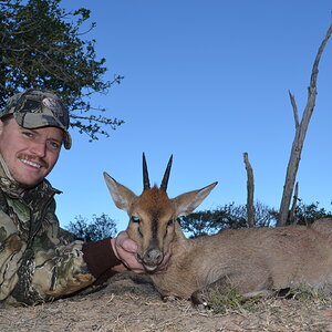 Hunt Duiker in South Africa