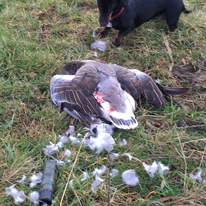 Goose Hunting Germany