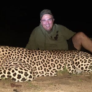 Hunting Leopard in Zimbabwe