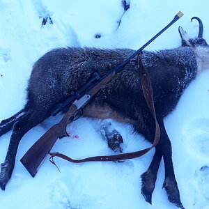 Chamois Hunt Austria