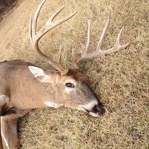 White-tailed Deer Hunt USA