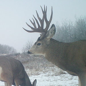 Mule Deer Canada