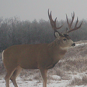 Mule Deer Canada