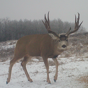 Mule Deer Canada