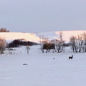 Mule Deer Canada