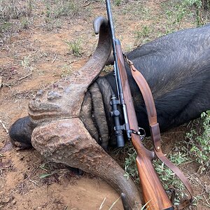 Buffalo Hunting South Africa