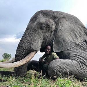 Elephant Hunt Zimbabwe