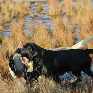 Retrievers working together