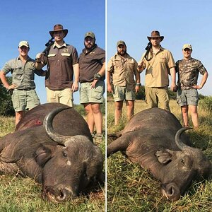 Buffalo Hunting South Africa