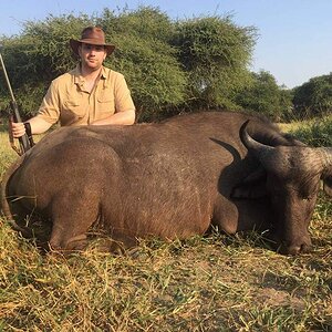 Hunt Cape Buffalo in South Africa