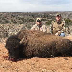 Texas USA Hunt Bison