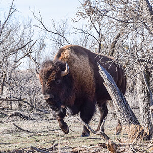 Bison In Texas USA