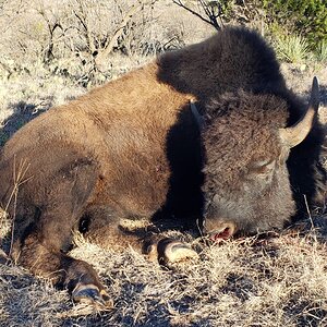 Hunting Bison In Texas USA