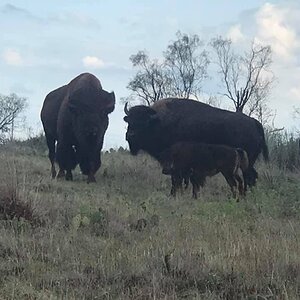 Bison In Texas USA