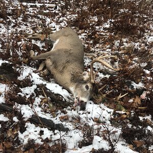 White-tailed Deer Hunt USA