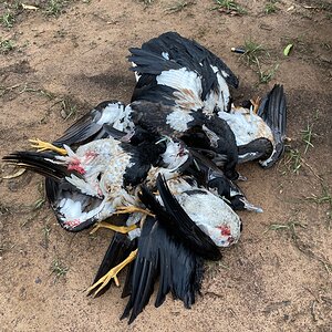 Australia Hunt Magpie Goose