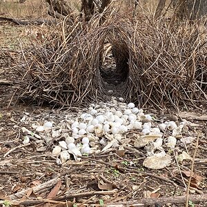 Hunting in Australia