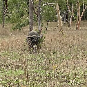 Asiatic Water Buffalo Australia