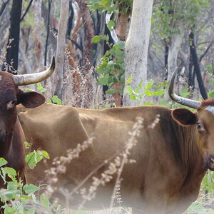 Scrub Bulls Australia